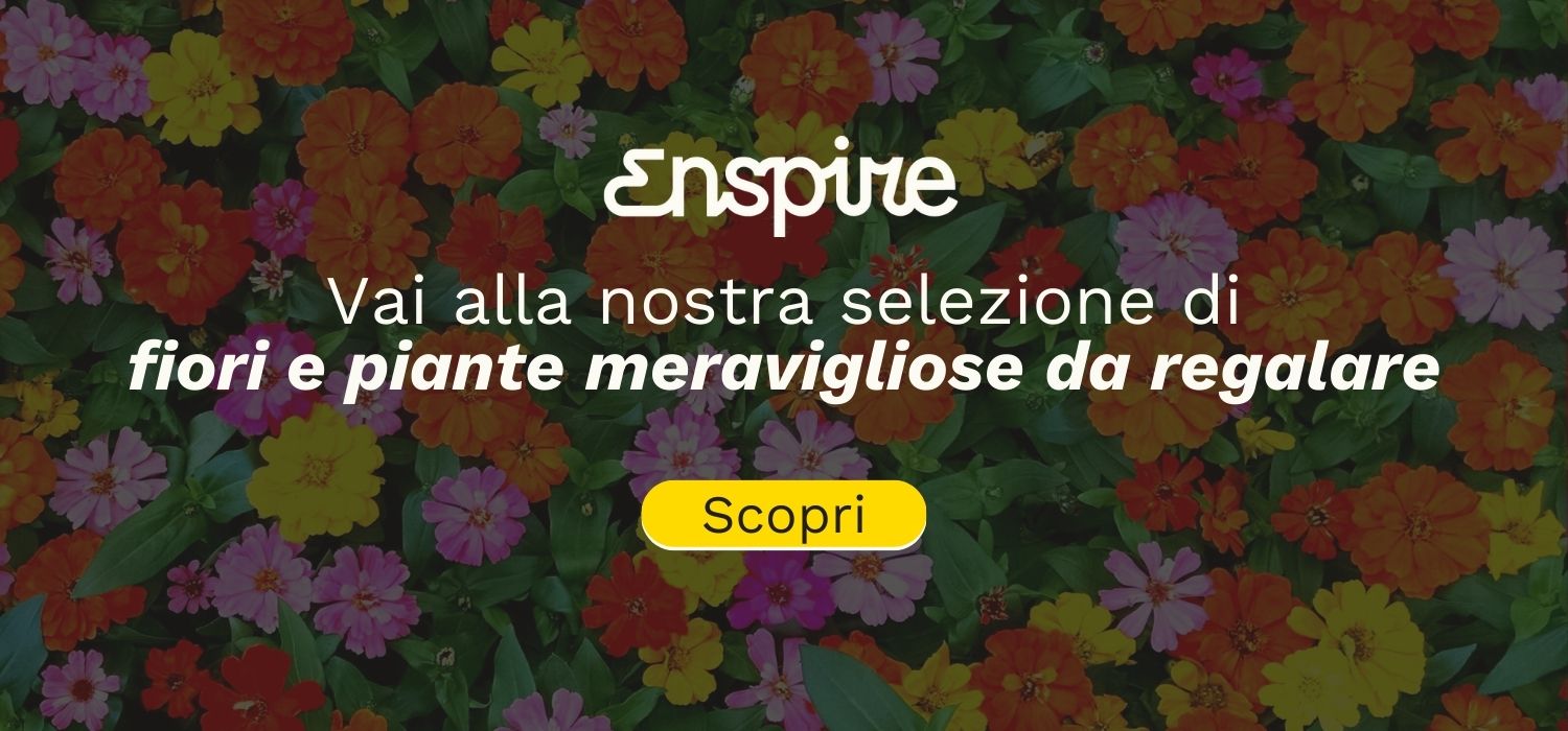 piante da regalare per matrimonio