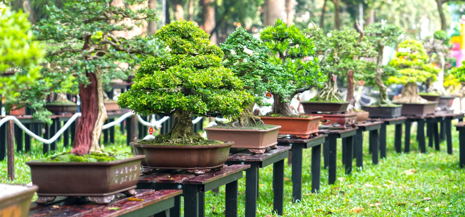 Regalare un bonsai porta sfortuna?