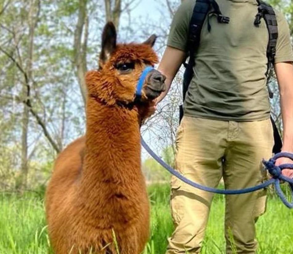 A spasso con gli alpaca - Varie località in tutta Italia