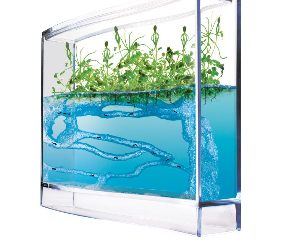 Antquarium - Osserva il mondo delle formiche e come vivono nell'ecosistema