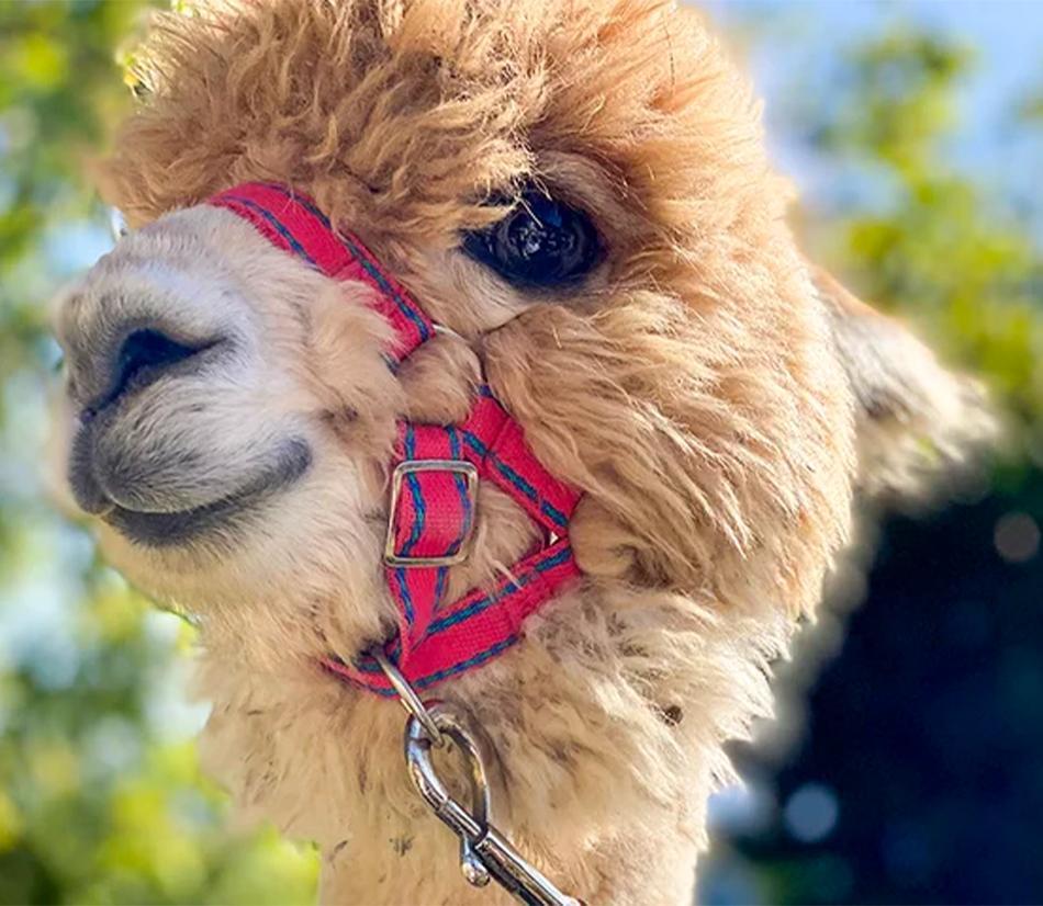 Visita agli alpaca in famiglia: picnic e souvenir per 2 adulti e 1 bambino