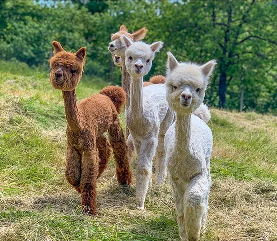 A spasso con gli alpaca - Varie località in tutta Italia