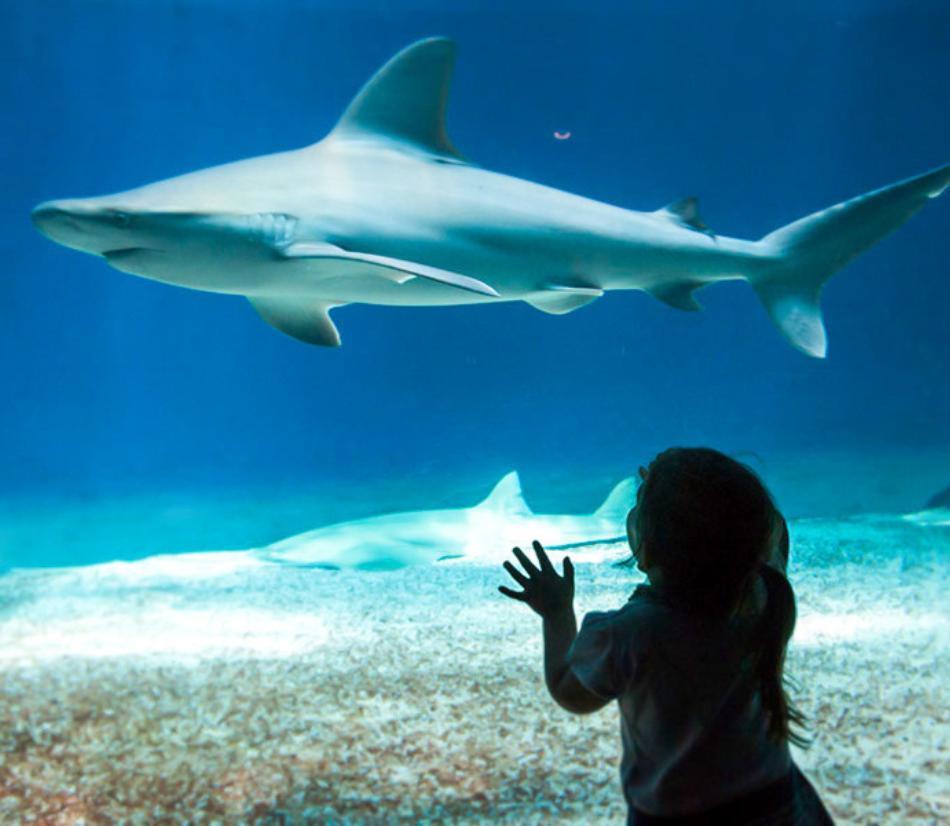 Acquario di Genova - Vari cofanetti disponibili