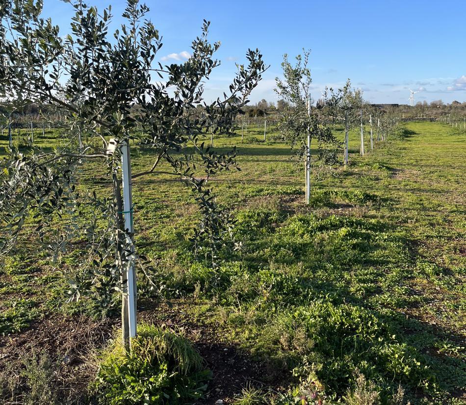 Adotta un Ulivo in Salento: dai un nome, ricevi il certificato e gusta il tuo olio