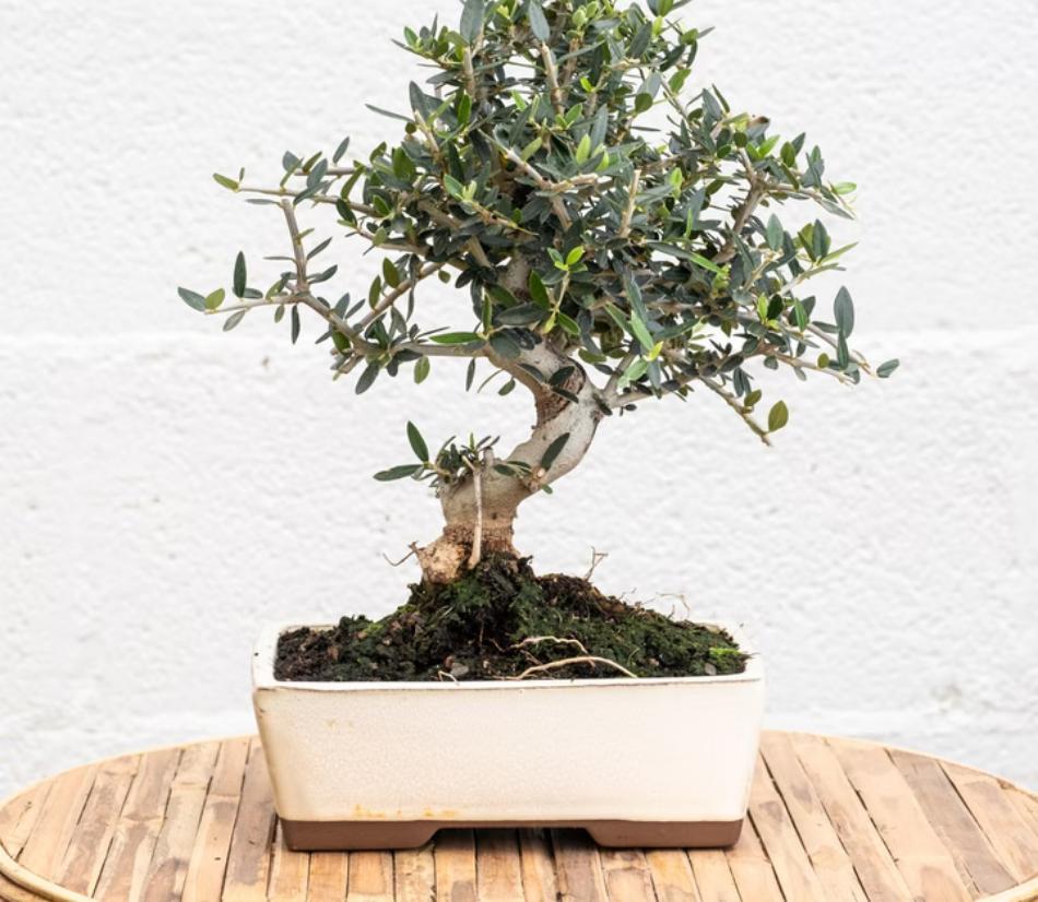 Bonsai - Varie specie di piante disponibili