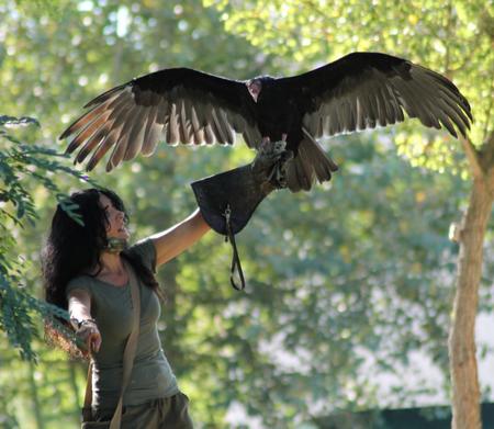 Falconiere per un giorno - Varie località in tutta Italia