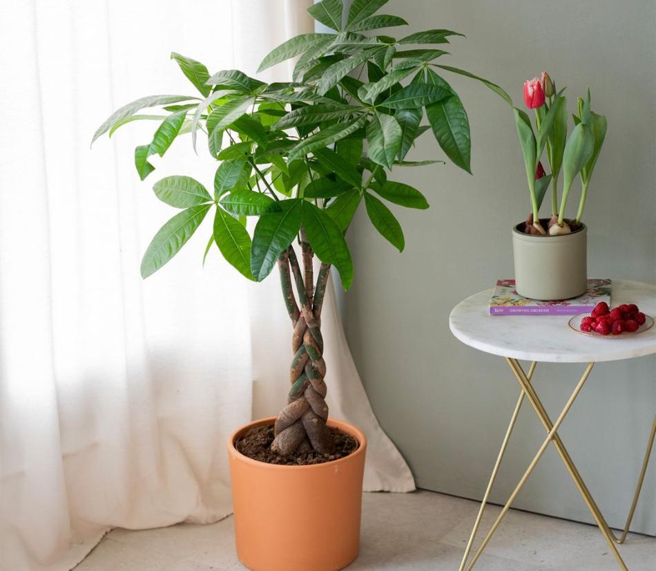 Pianta con vaso - Diverse varietà di piante