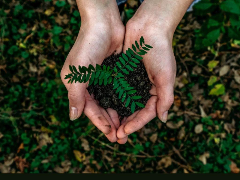 Regala un albero - Segui la crescita e vedi quanta CO2 hai compensato