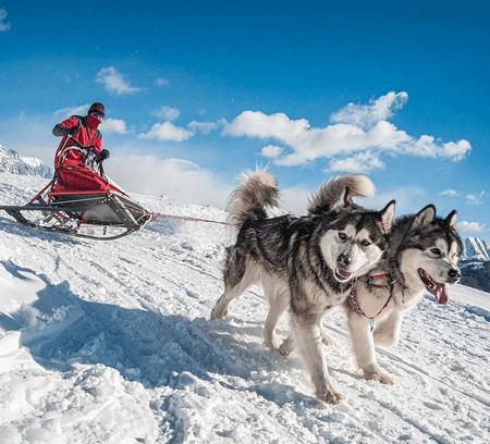 Sleddog experience con cani da slitta - Varie località in tutta Italia