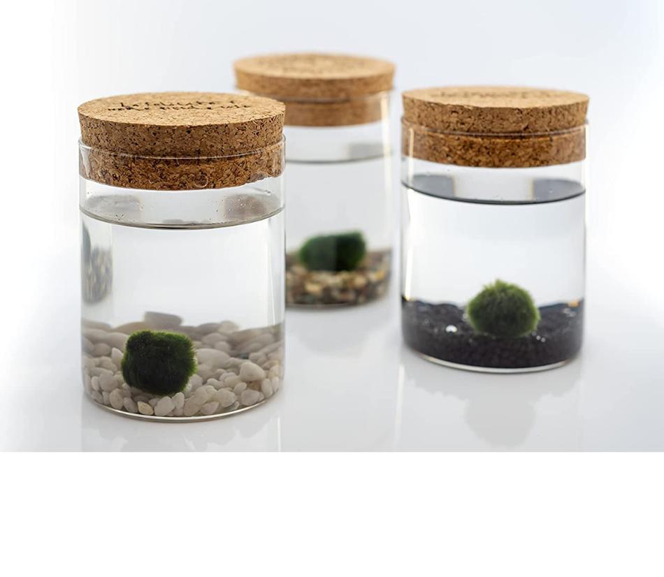 Vaso in vetro con tappo in legno sughero con marimo - Dimensioni assortite