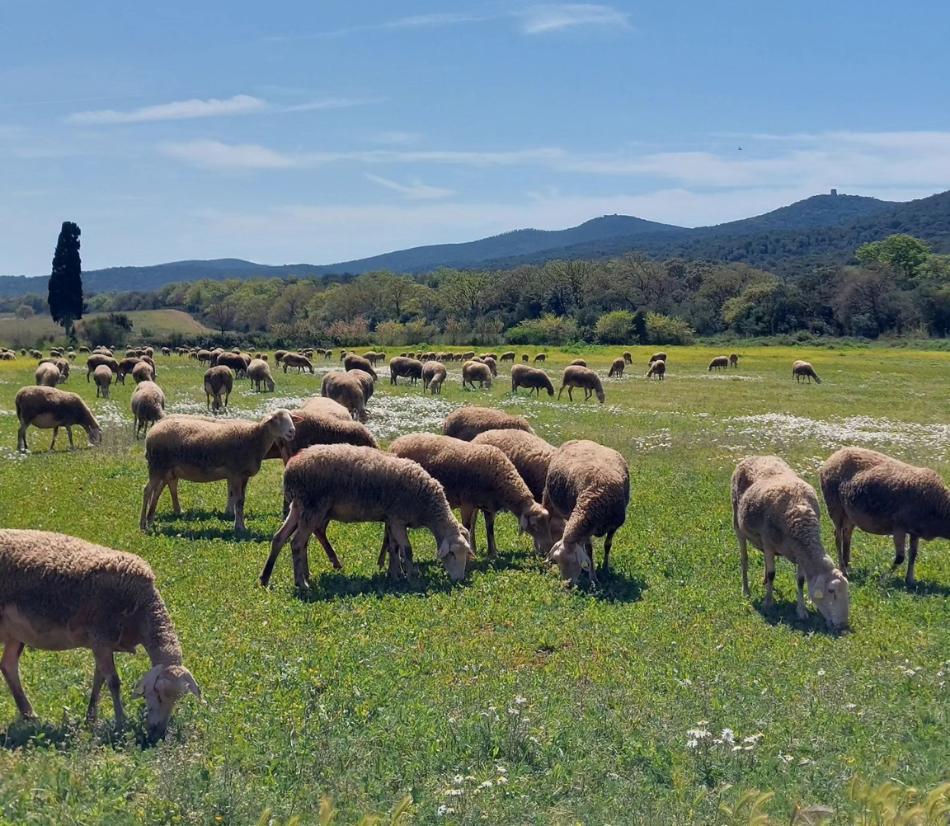 Vivi la tua esperienza agricola a contatto con gli animali