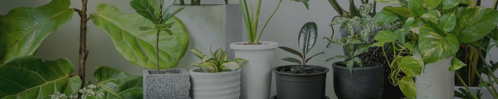 Fiori & Piante