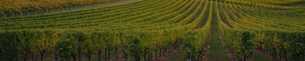 Adotta un Filare di Vino